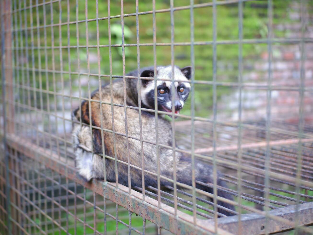 Civet or Mongoose or mongoose white cofee-producing animal sitting in a cage and staring intently at the camera photo