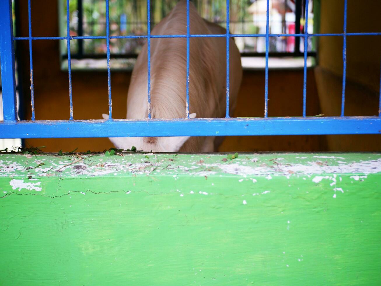 The back of a horse that is eating in a stable photo