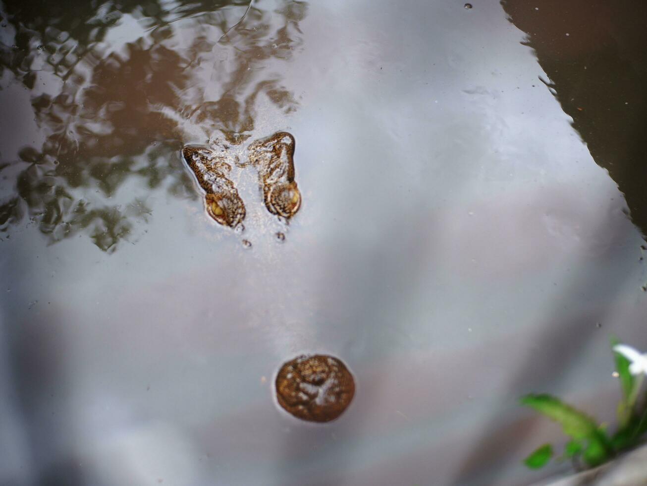 The snout of an alligator seen when he is diving photo