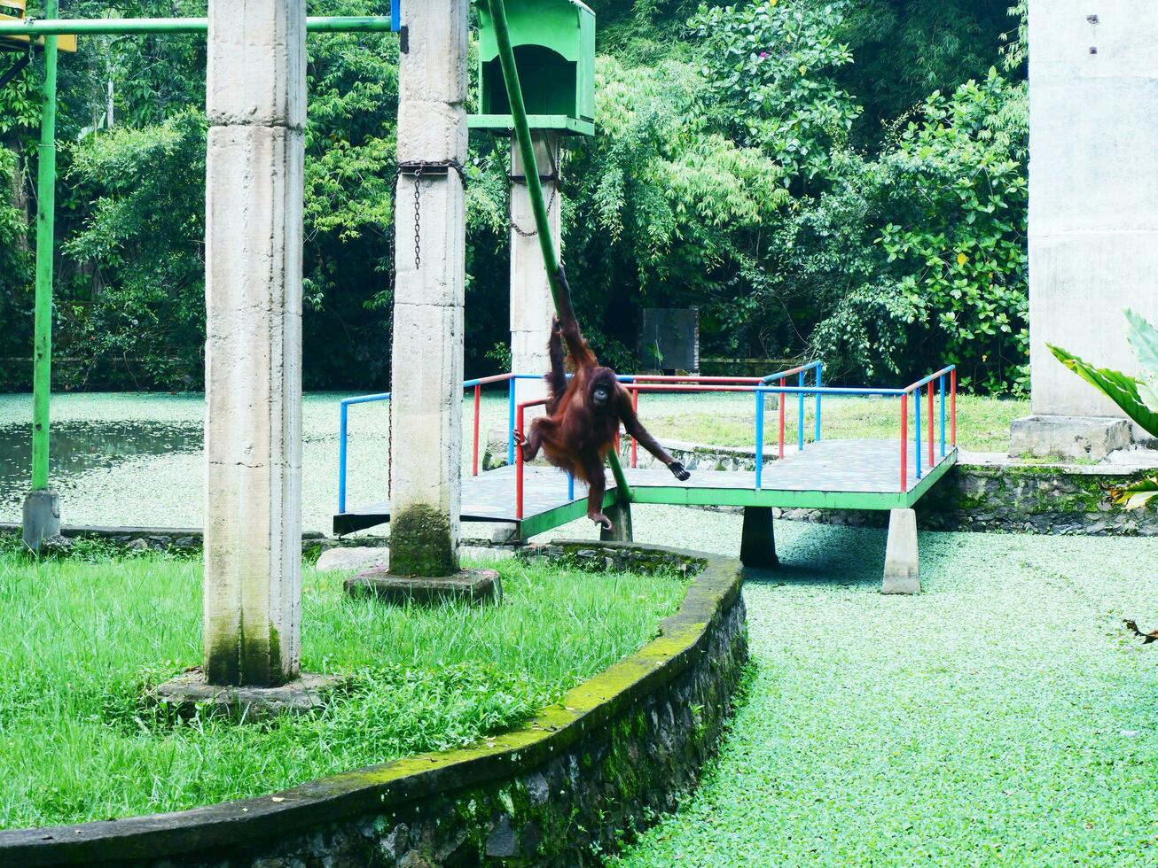 Orangutans hanging on a rope or playing in their homes at the zoo photo