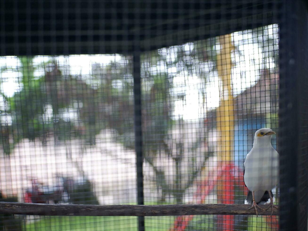 The White starling perched on a wooden branch, in the cage, Cute bird,White Bird photo