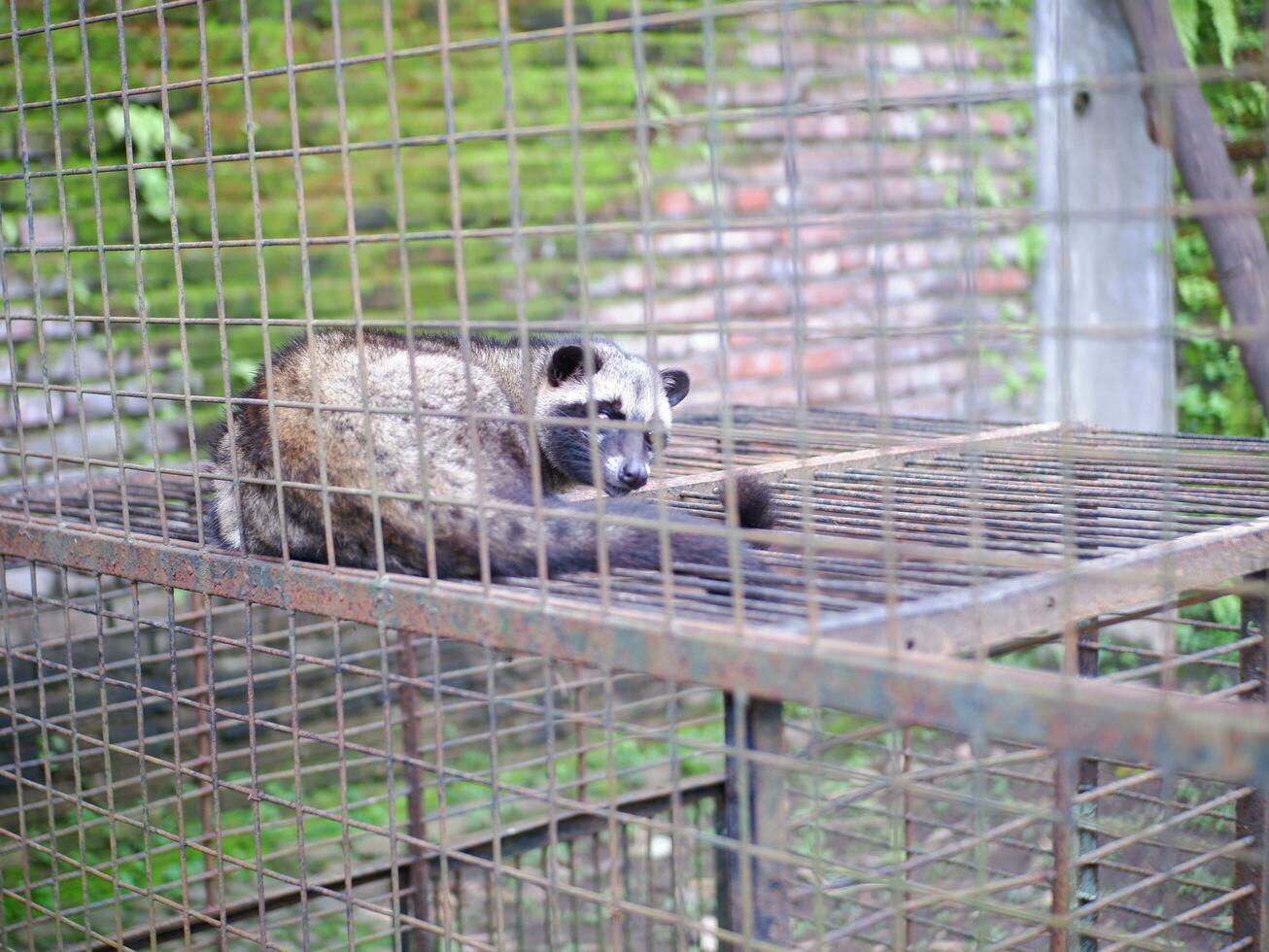 Civet or Mongoose or mongoose white cofee-producing animal sitting in a cage and staring intently at the camera photo