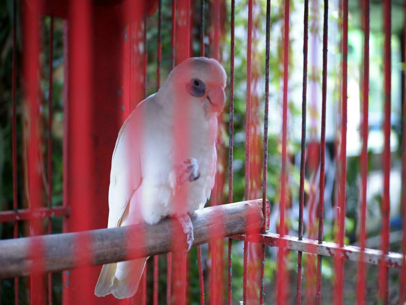 Parrot perched on a wooden branch then scratches its beak in a red cage photo