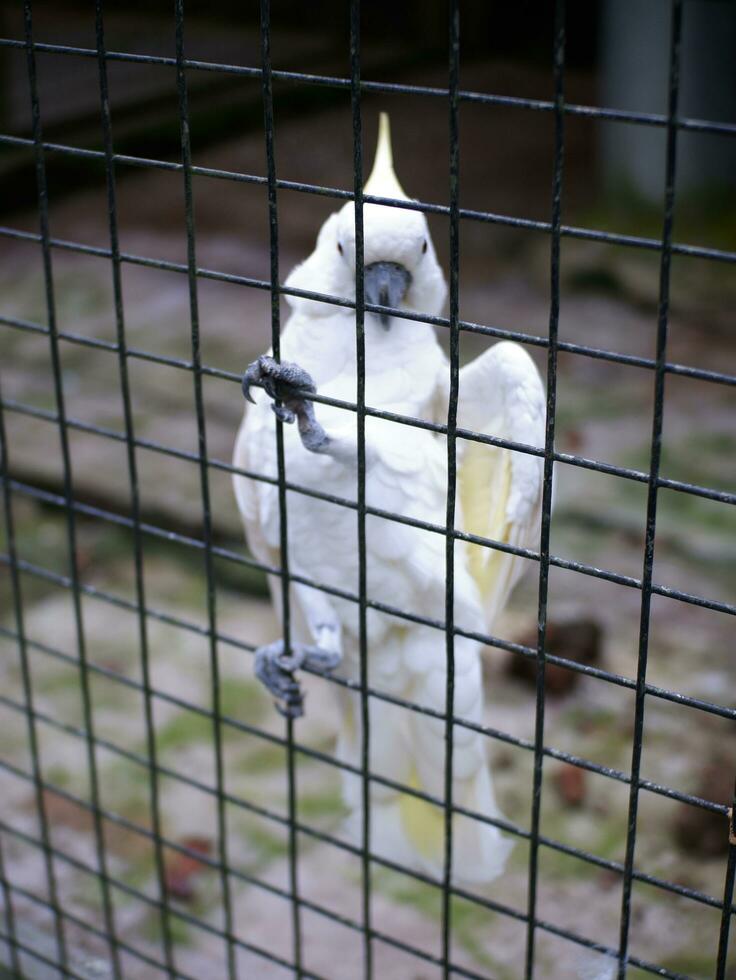 The cockatoo cacatuidae that are clutching or perched on the iron fence wall of the cage photo