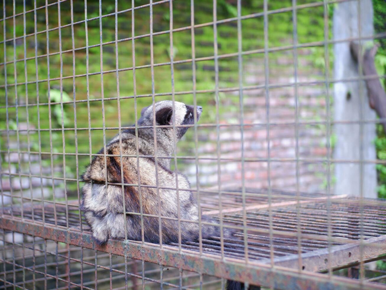 Civet or Mongoose or mongoose white cofee-producing animal sitting in a cage and staring intently at the camera photo