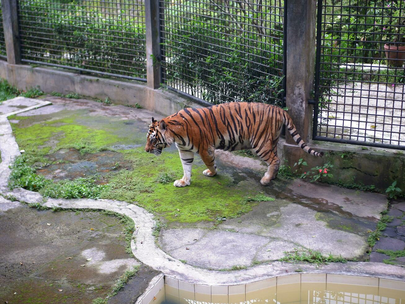 A Big Tiger was walking in a cage at the zoo while opening his mouth and sticking out his tongue photo