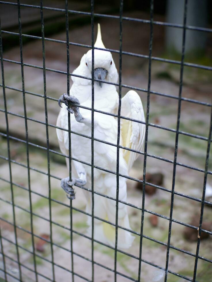 The cockatoo cacatuidae that are clutching or perched on the iron fence wall of the cage photo