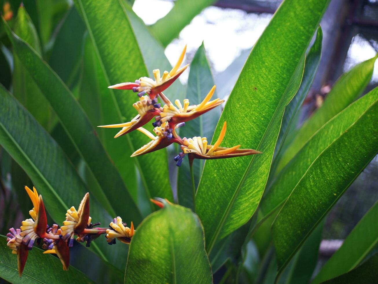 The beauty of ornamental banana flowers that are bright yellow photo