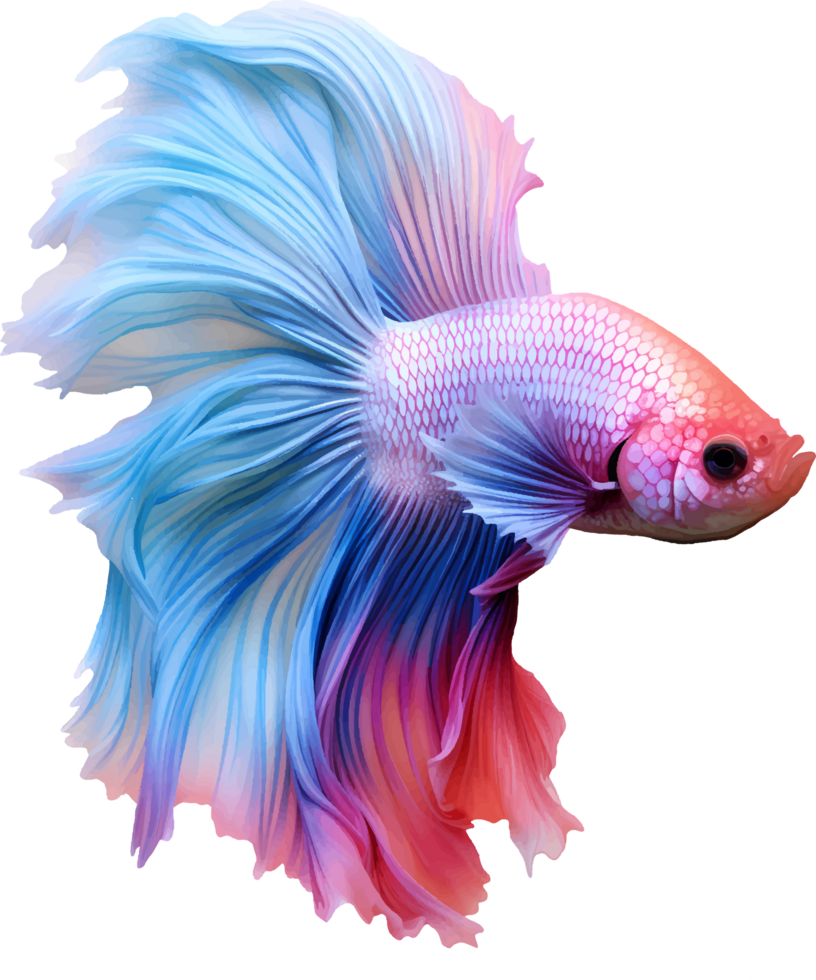AI generated Colorful bushy tailed betta fish on transparent background png