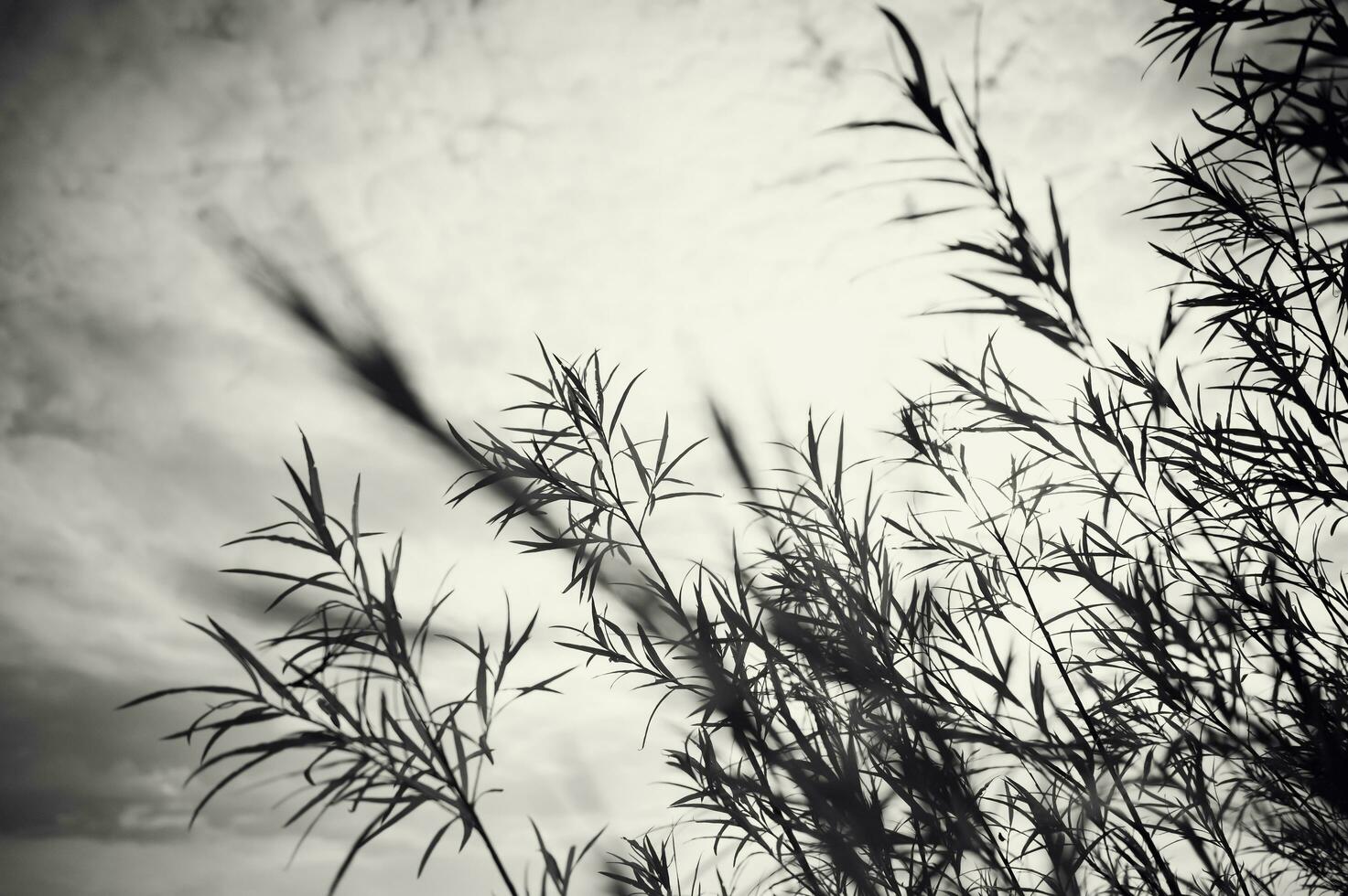 Abstract pattern of sunlight, dry branches, tree shadows. The background for the design is blurred. A place to copy. photo