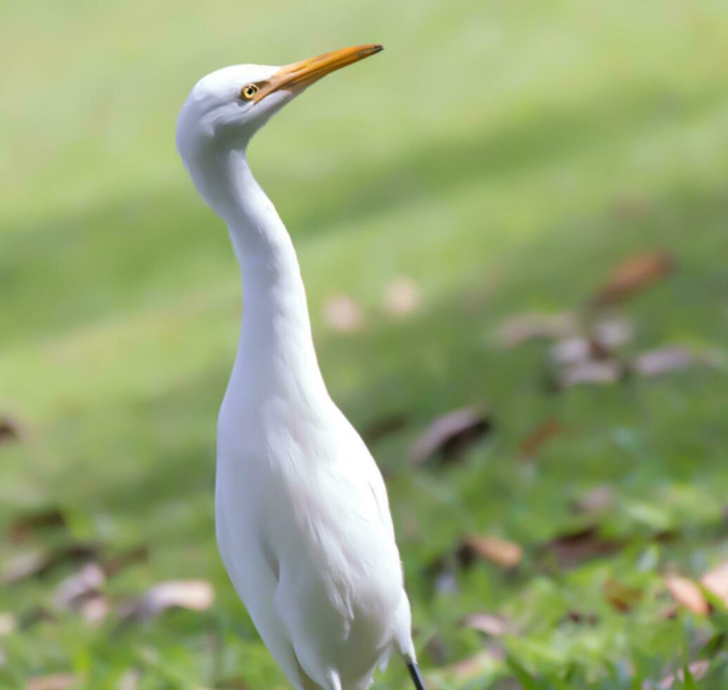 pájaro, pícaro, casmerodio albus, grande blanco garganta pájaro egretta alba ardeida, fauna silvestre fotografía foto