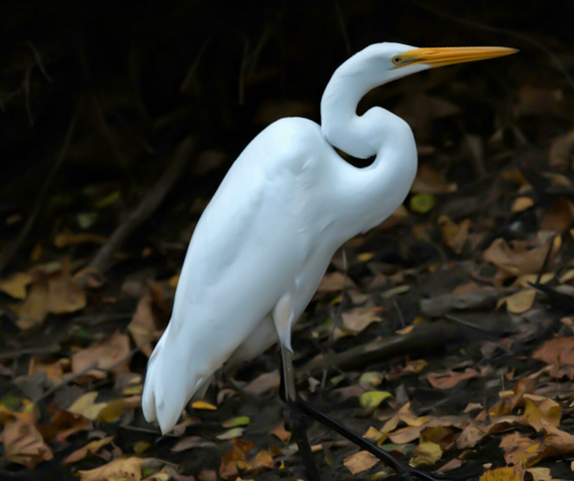 pájaro, pícaro, casmerodio albus, grande blanco garganta pájaro egretta alba ardeida, fauna silvestre fotografía foto