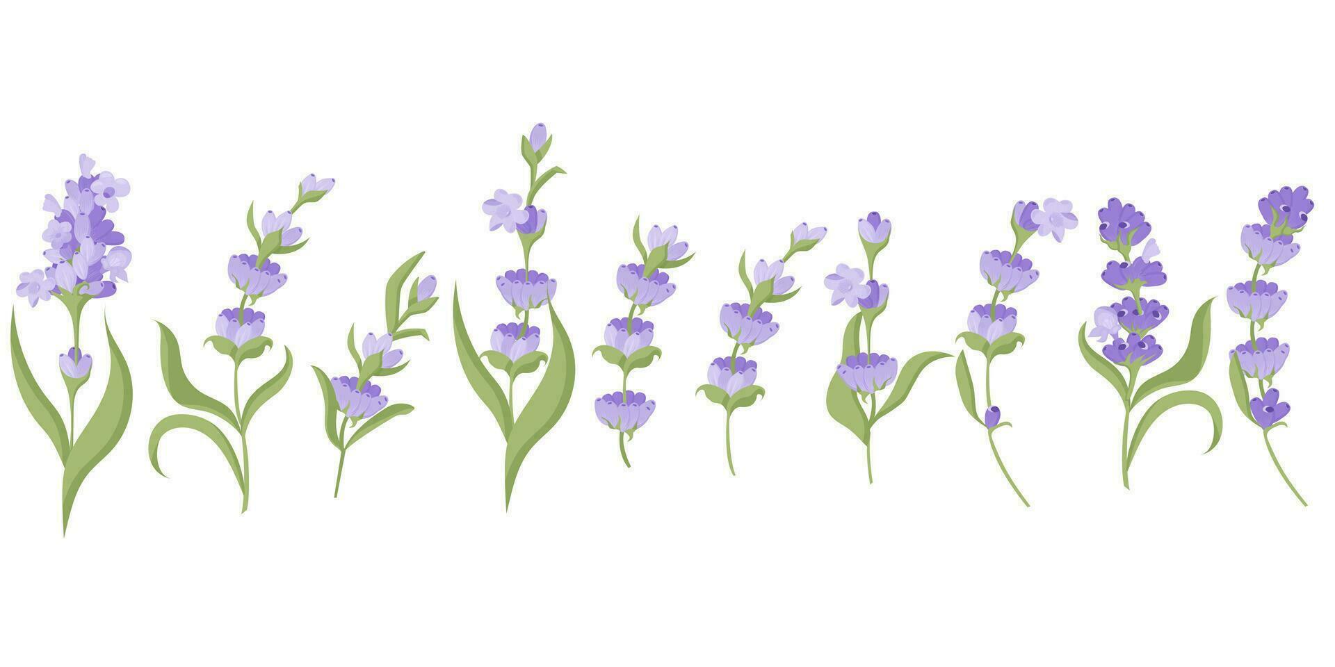 Set of lavender flowers for your design. Vector illustration isolated on white background. Vector illustration