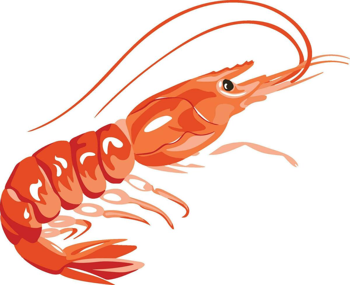 prawn vector illustration