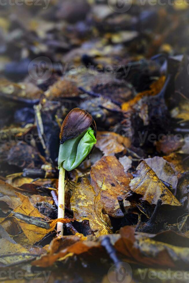 Beech tree growing from a seed photo