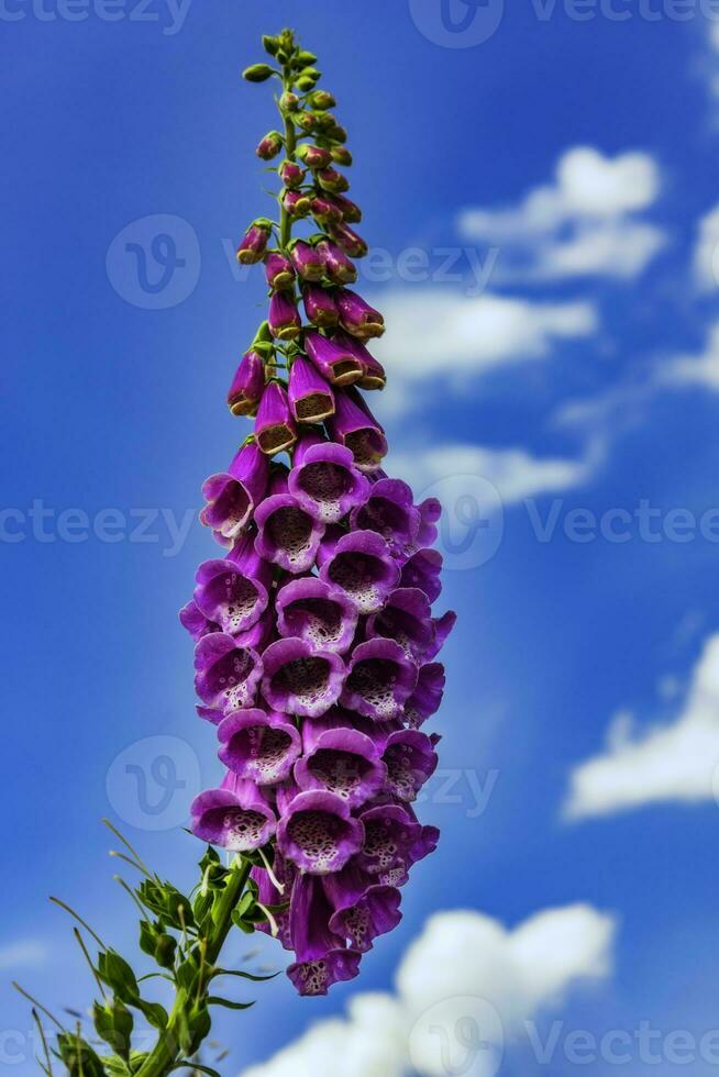 digital purpurea flor en naturaleza foto