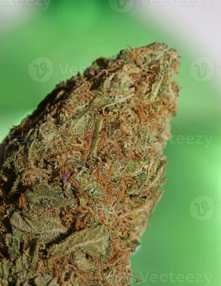 Cannabis bud strawberry haze close up background focus stack high quality prints high quality cannabis legalization in netherlands 2023 wann ist Kiffen legal photo