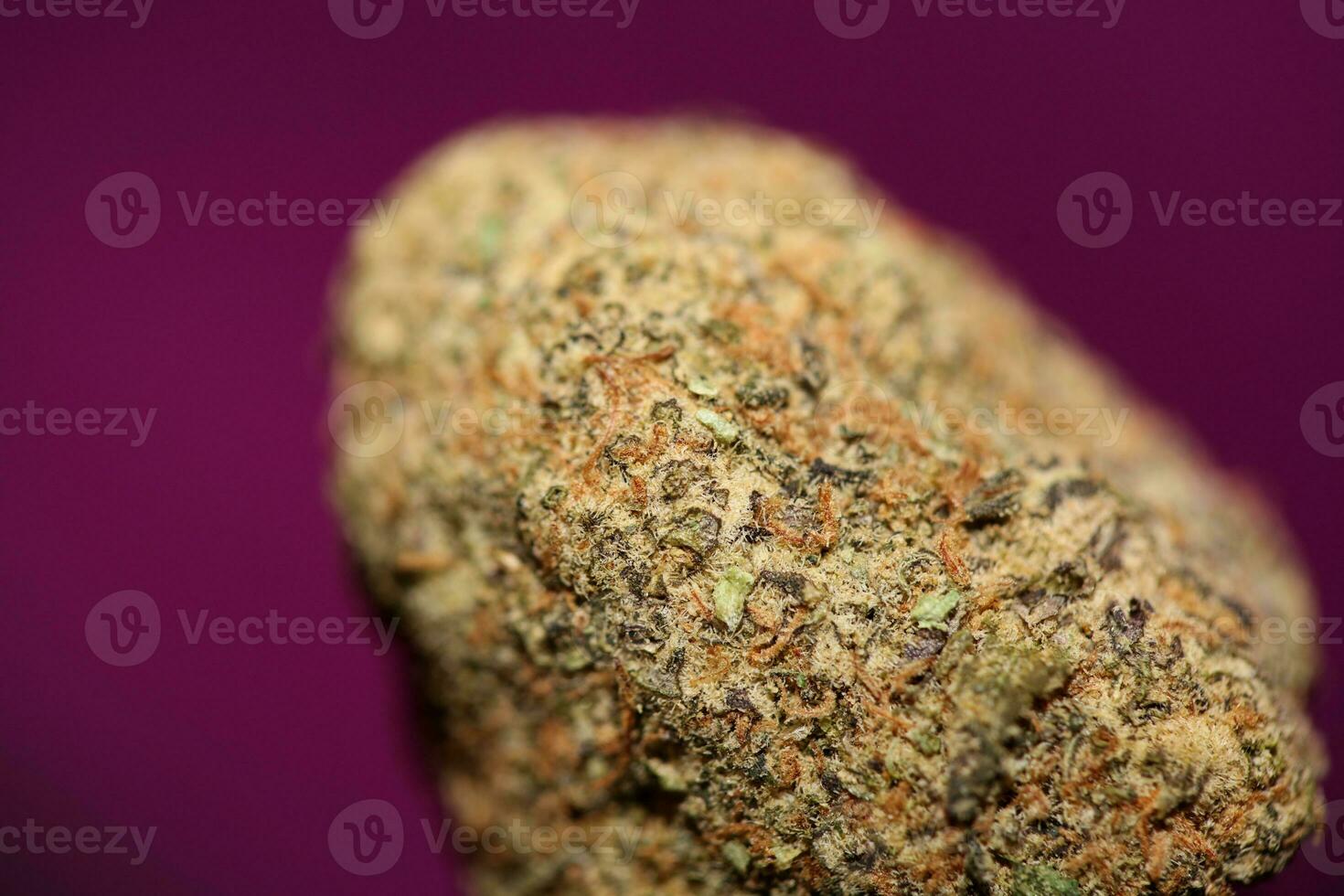 Close up of Cali amazing massive flowering medical marijuana buds detail of cannabis on purple backgrounds big size high quality instant printings photo