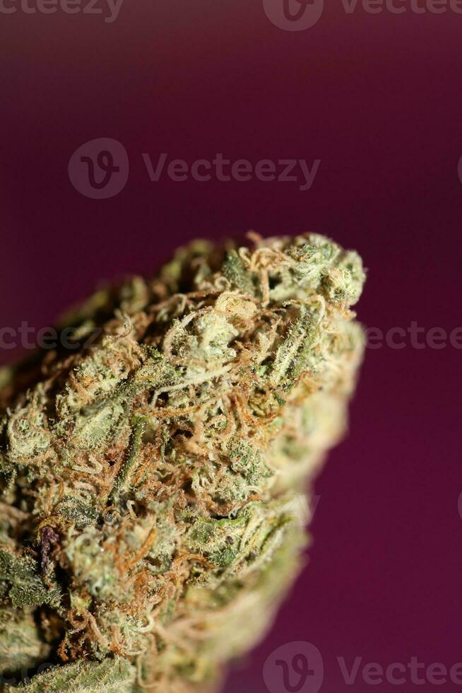 Cannabis bud strawberry haze close up background focus stack high quality prints high quality cannabis legalization in netherlands 2023 wann ist Kiffen legal photo