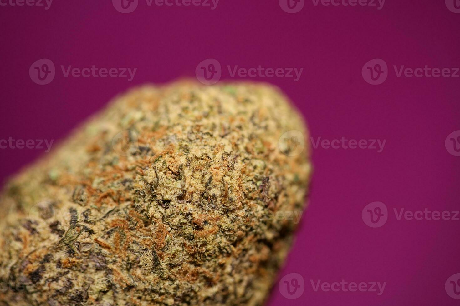 Close up of Cali amazing massive flowering medical marijuana buds detail of cannabis on purple backgrounds big size high quality instant printings photo