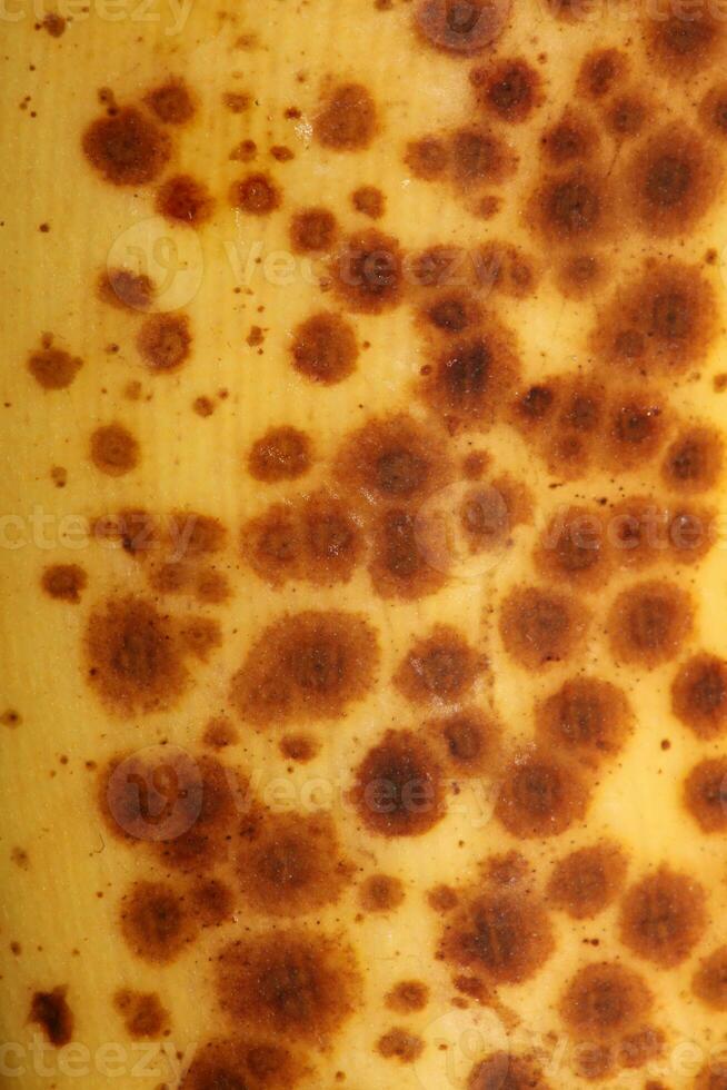 Banana with dark spots with shadow isolated close up macro botanical food porn backgrounds selective focus big size high quality instant printings photo