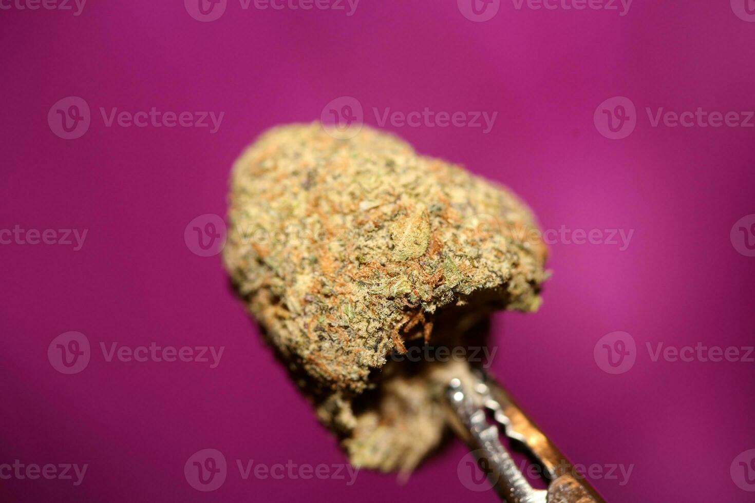 Close up of Cali amazing massive flowering medical marijuana buds detail of cannabis on purple backgrounds big size high quality instant printings photo