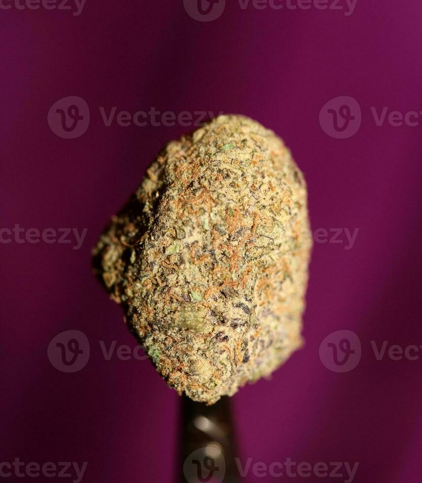 Close up of Cali amazing massive flowering medical marijuana buds detail of cannabis on purple backgrounds big size high quality instant printings photo