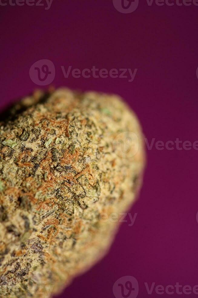 Close up of Cali amazing massive flowering medical marijuana buds detail of cannabis on purple backgrounds big size high quality instant printings photo