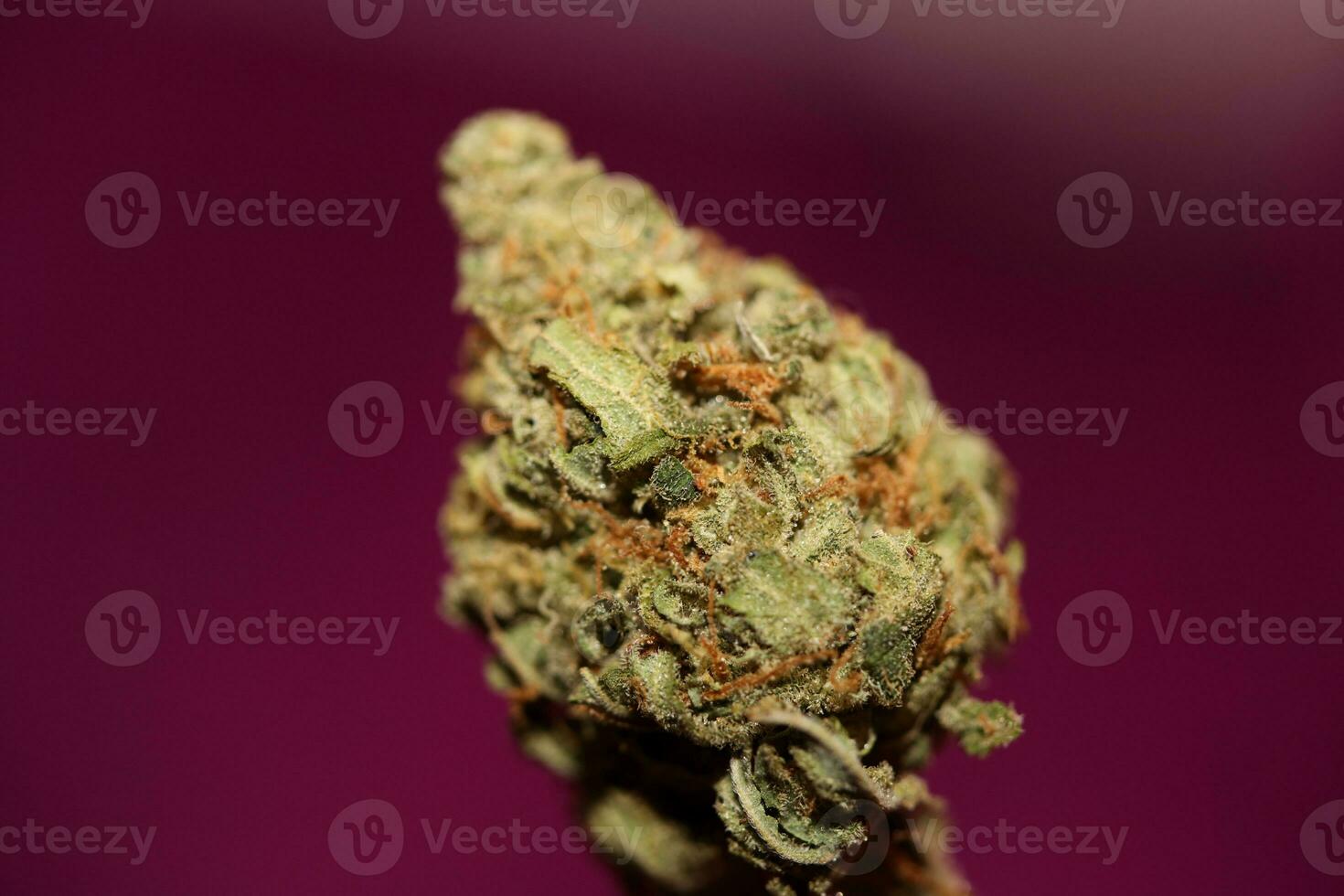 Marihuana medical bad purple haze variety macro view cbd close up botanical background big size high quality instant prints photo