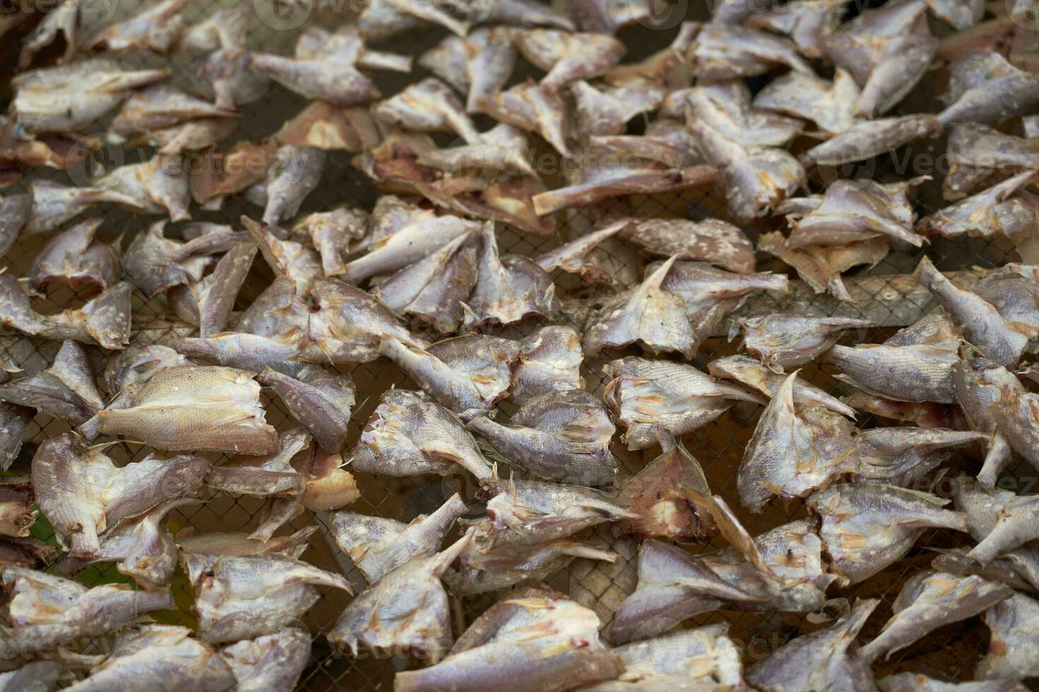 Cut fish laid out to dry as a background. photo