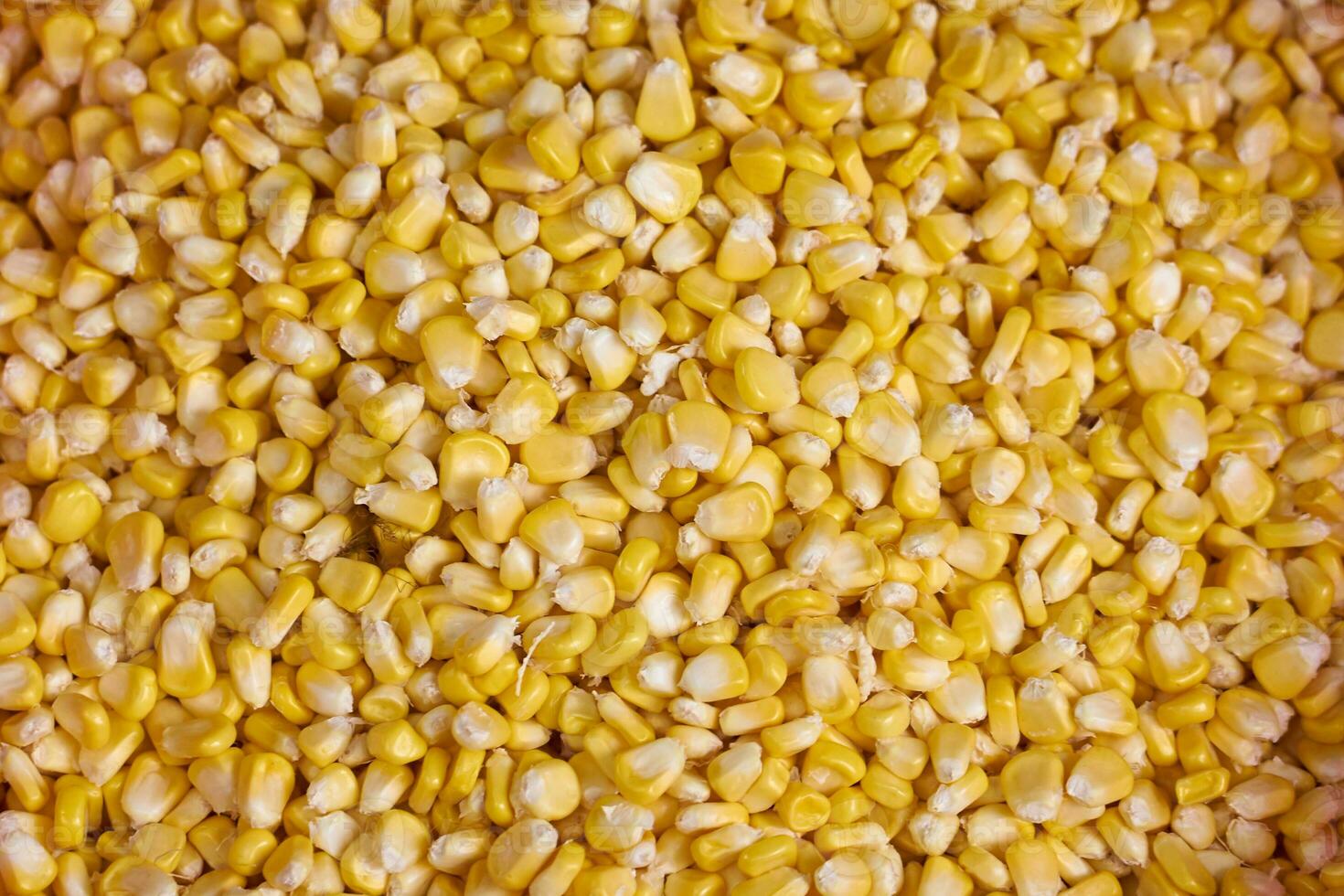 Corn kernels on the market in Vietnam. photo