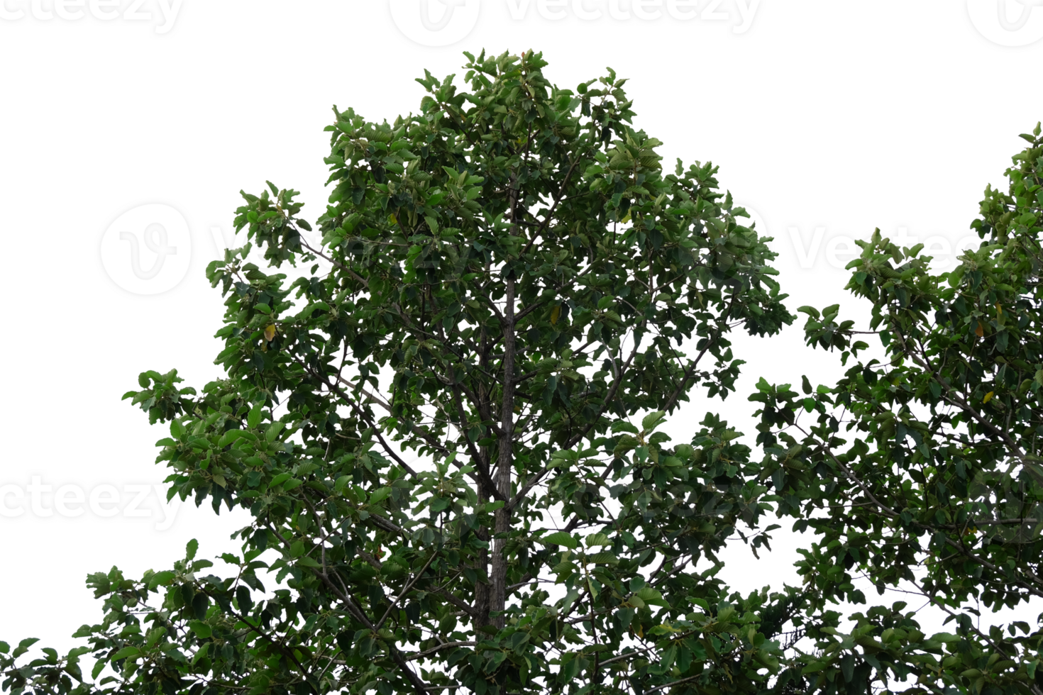 Tree branches and leaves cut out background png
