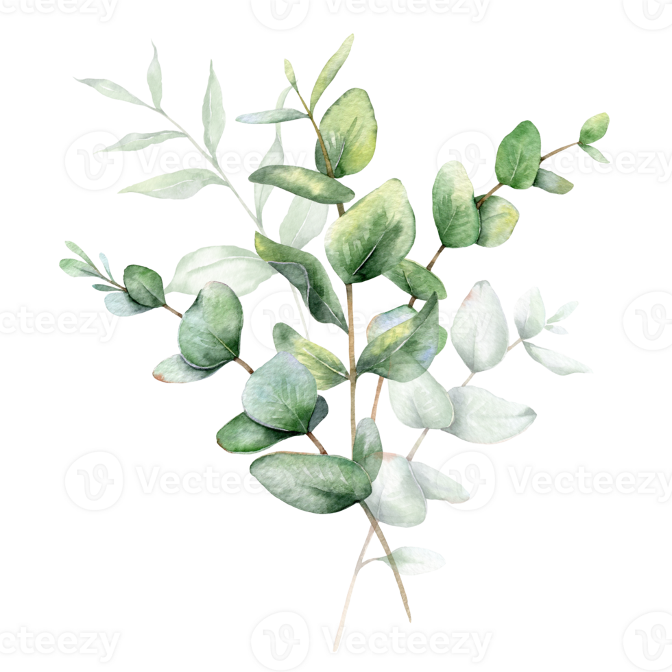 eucalyptus waterverf illustratie. eucalyptus groen hand- geschilderd geïsoleerd Aan transparant achtergrond. perfect voor bruiloft uitnodigingen, bloemen etiketten, bruids douche en bloemen groet kaarten png