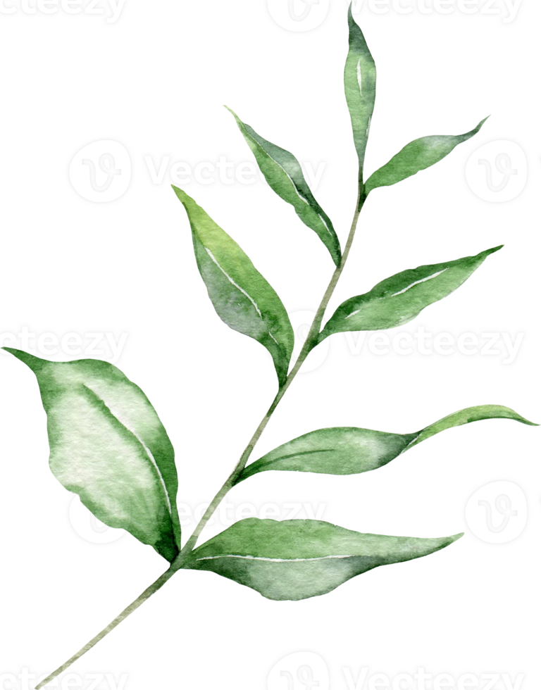 eukalyptus vattenfärg illustration. eukalyptus grönska hand målad isolerat på transparent bakgrund. perfekt för bröllop inbjudningar, blommig etiketter, brud- dusch och blommig hälsning kort png