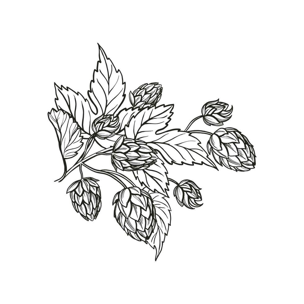 mano dibujado vector bosquejo de salto planta con hojas y brotes, arte cerveza ingredientes, negro y blanco ilustración de rama humulus lúpulo, entintado ilustración aislado en blanco antecedentes