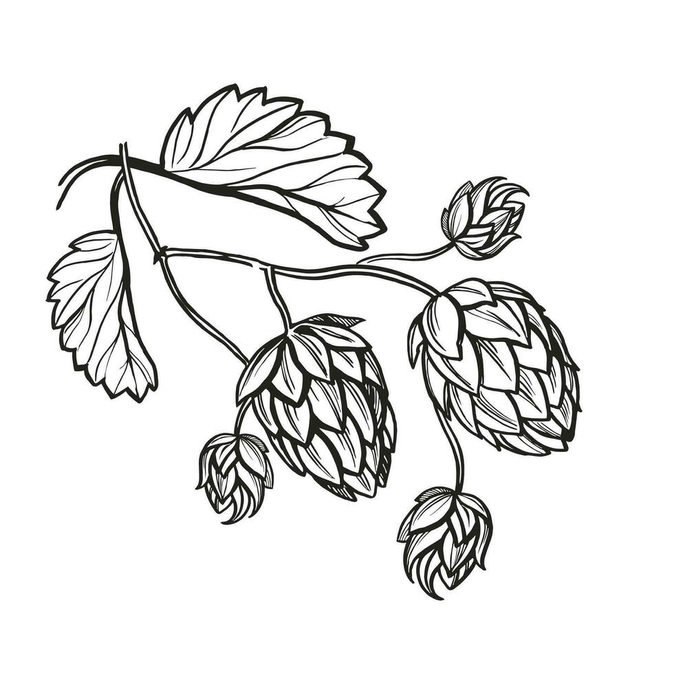 Hand drawn vector sketch of hop plant with leaves and buds, craft beer ingredients, black and white illustration of branch humulus lupulus, inked illustration isolated on white background