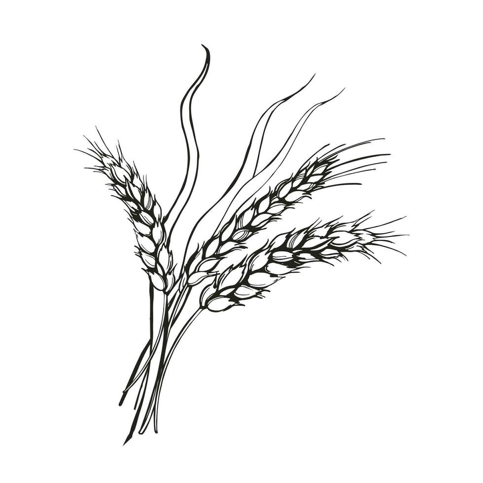 vector illustration of ears of wheat, hand drawn three branches of wheat, agriculture theme, black and white sketch of harvest theme isolated on white background