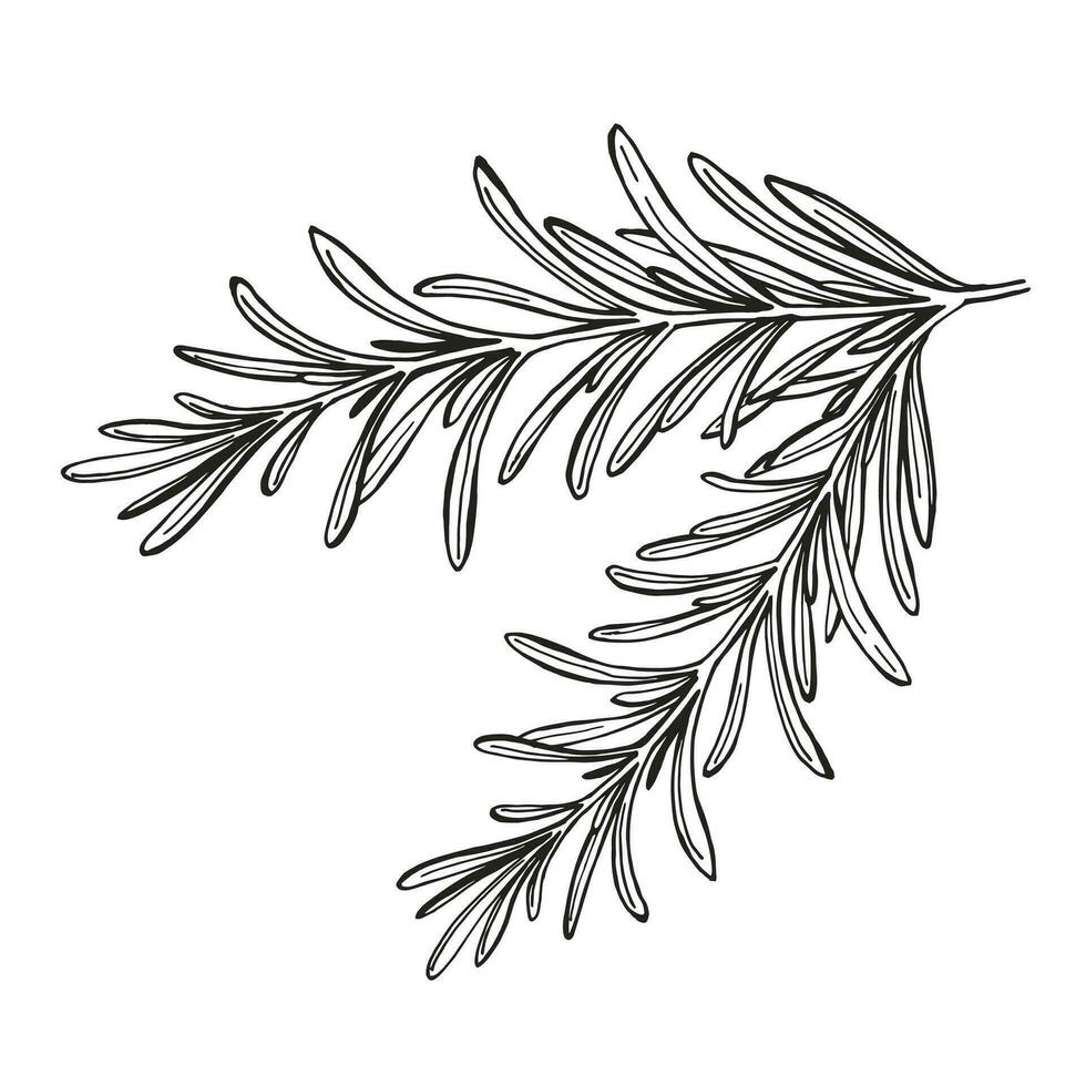 hand drawn vector illustration of rosemary brunch, black and white sketch of herb, spice plant isolated on white background