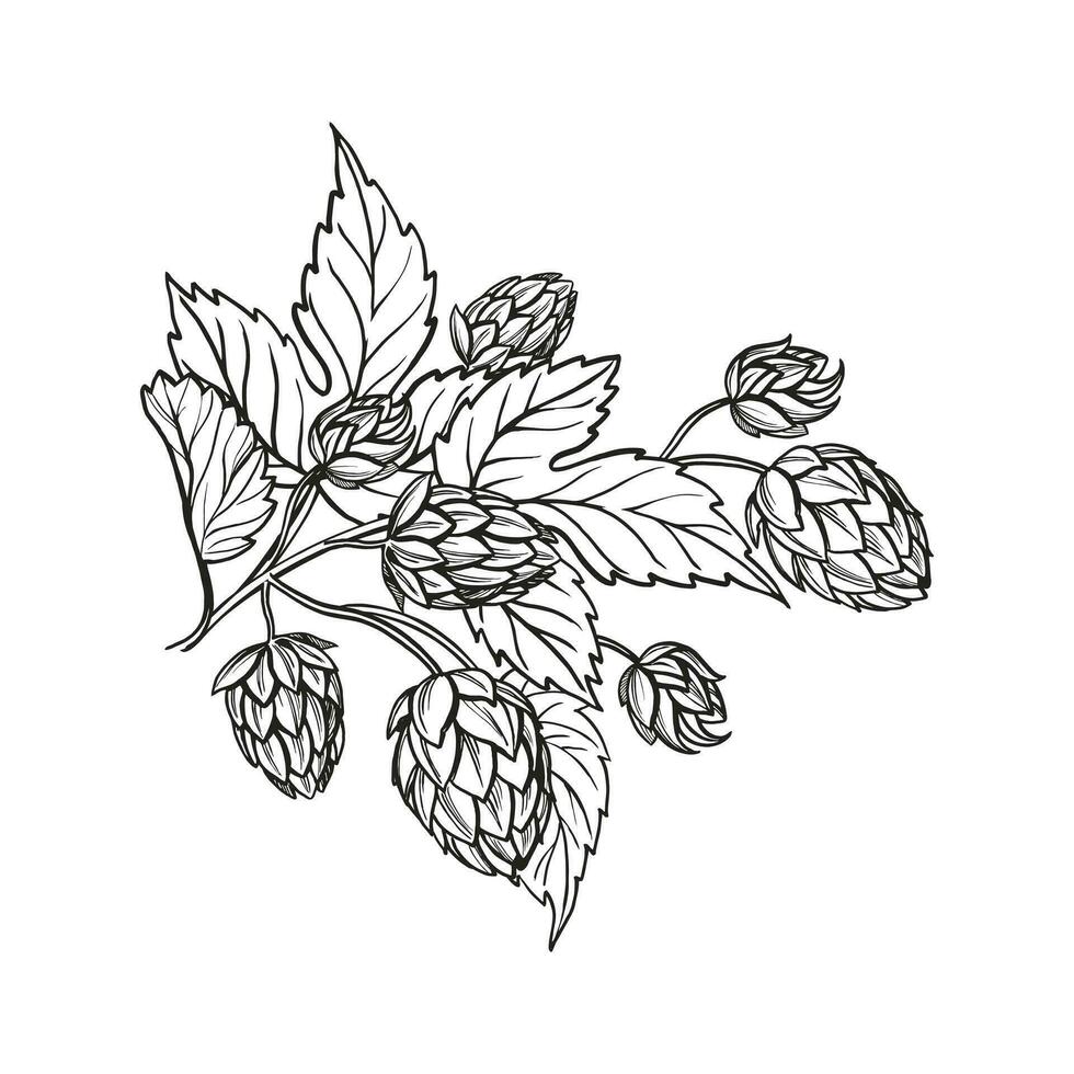 Hand drawn vector sketch of hop plant with leaves and buds, craft beer ingredients, black and white illustration of branch humulus lupulus, inked illustration isolated on white background