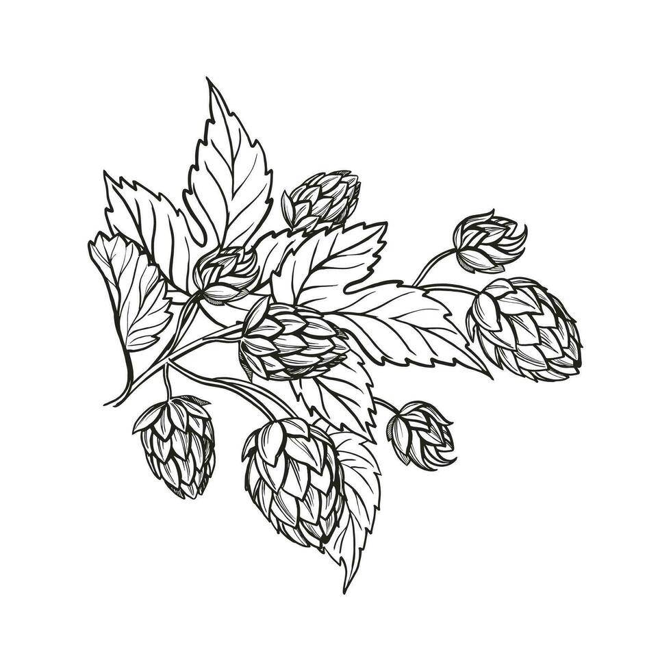 mano dibujado vector bosquejo de salto planta con hojas y brotes, arte cerveza ingredientes, negro y blanco ilustración de rama humulus lúpulo, entintado ilustración aislado en blanco antecedentes