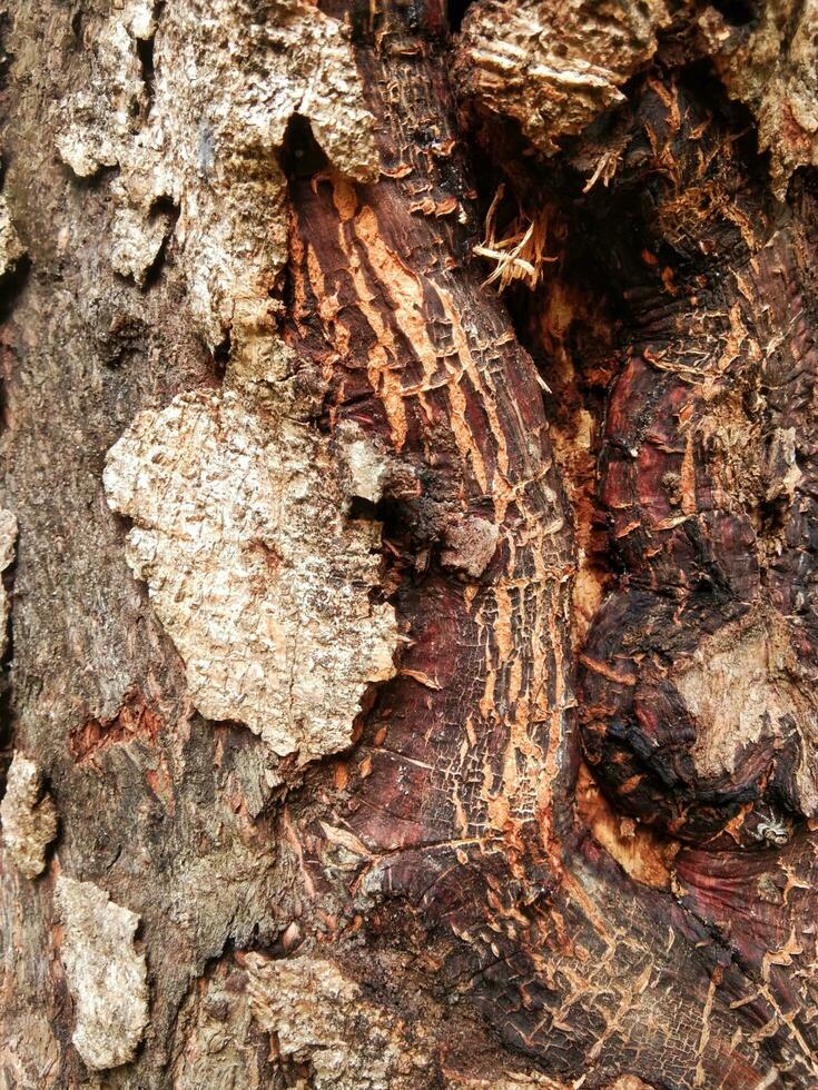 An image of the texture of brown tree bark up close photo