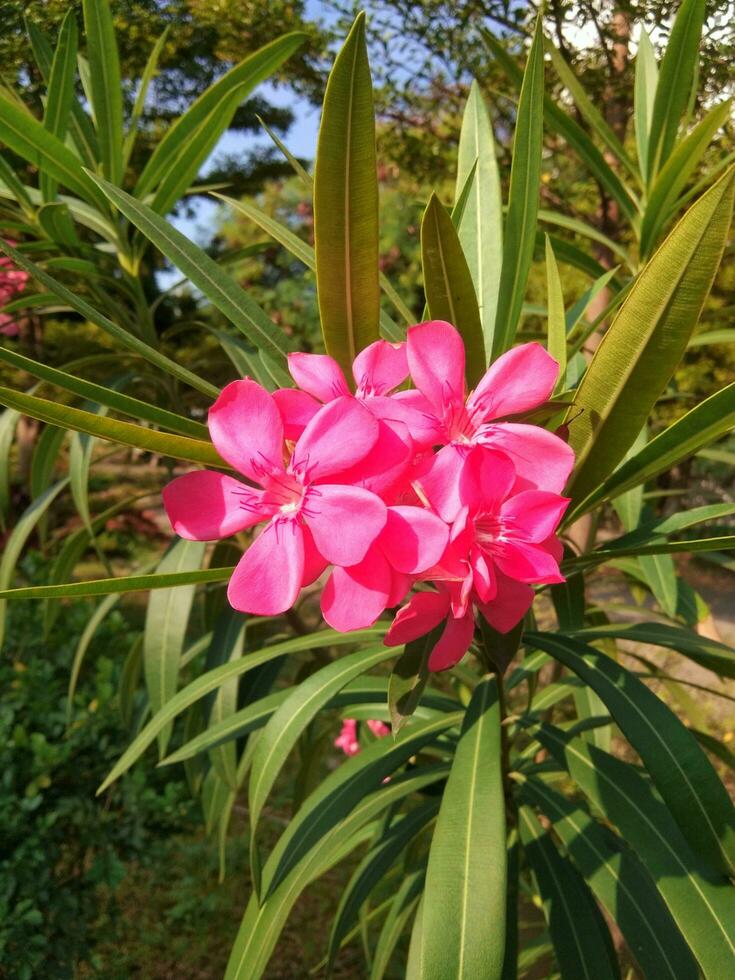 Nerium oleander L. blooms in the garden photo