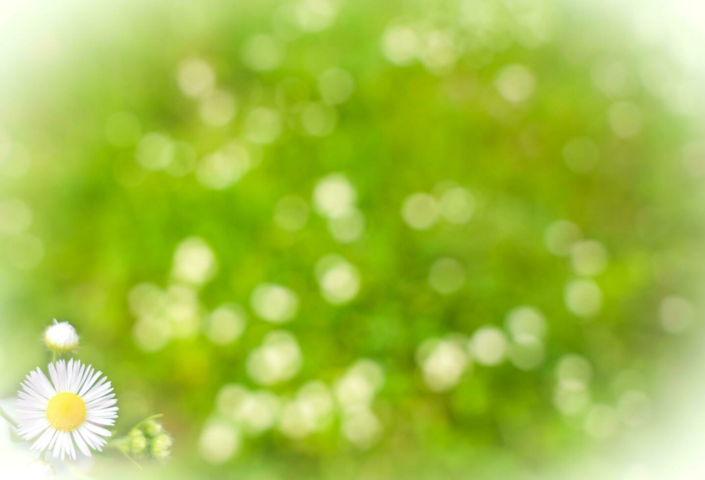 Green blurred natural background with beautiful bokeh. Spring time. photo
