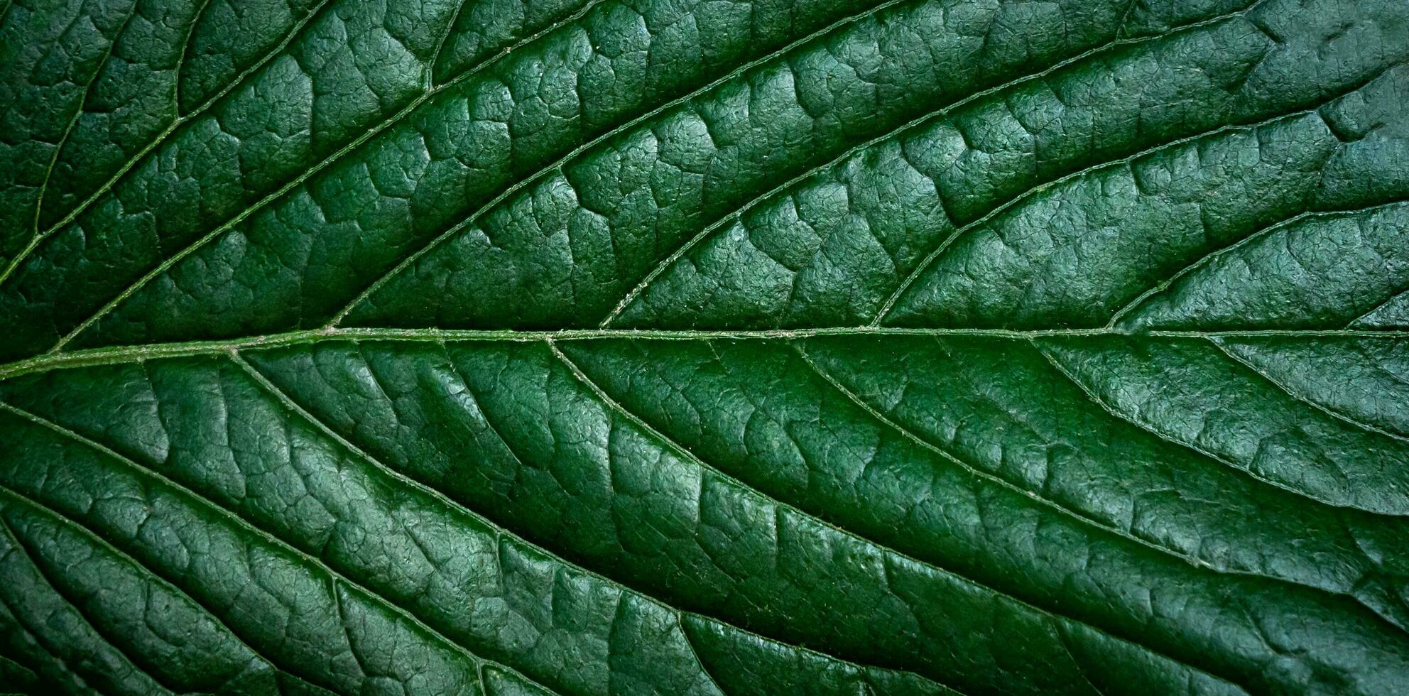 Green leaf background. Close-up. Selective focus. photo
