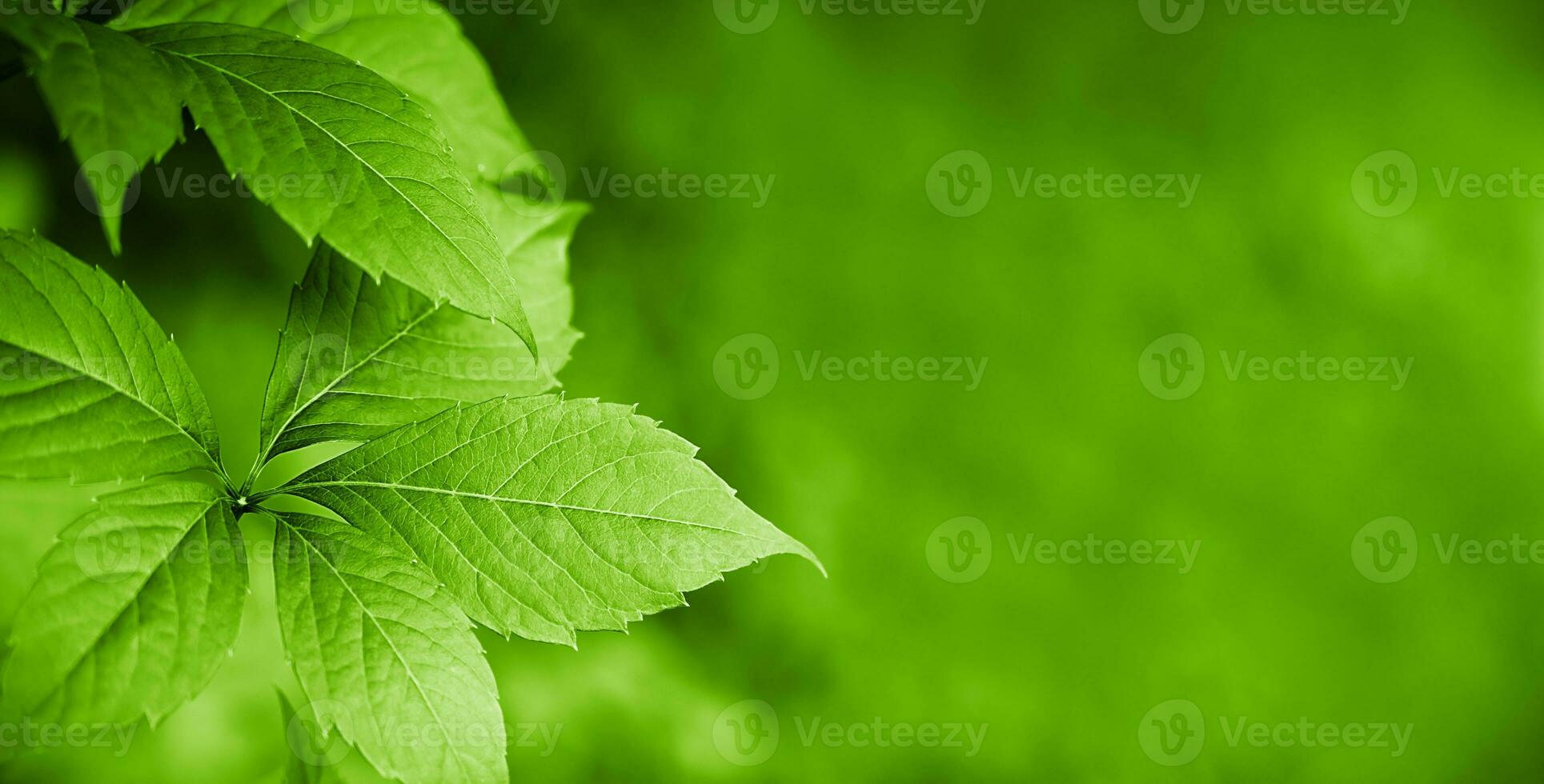 Green natural background with plant leaves. Wallpaper. Copy space. Selective focus. photo