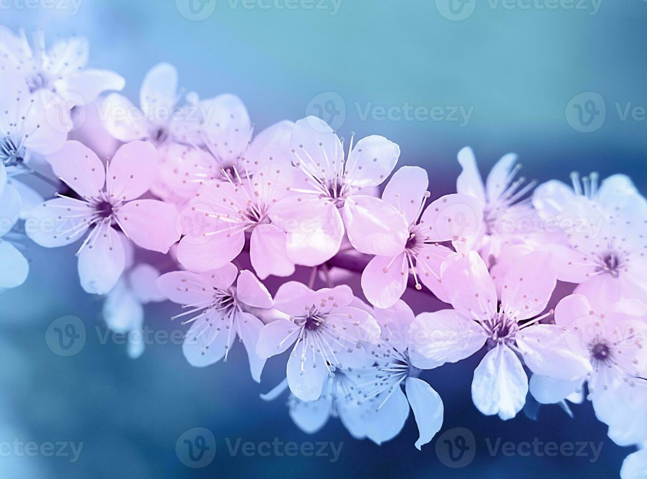 Beautiful floral spring abstract background. Branch of cherry blossoms on a pink-blue background. Selective focus. photo