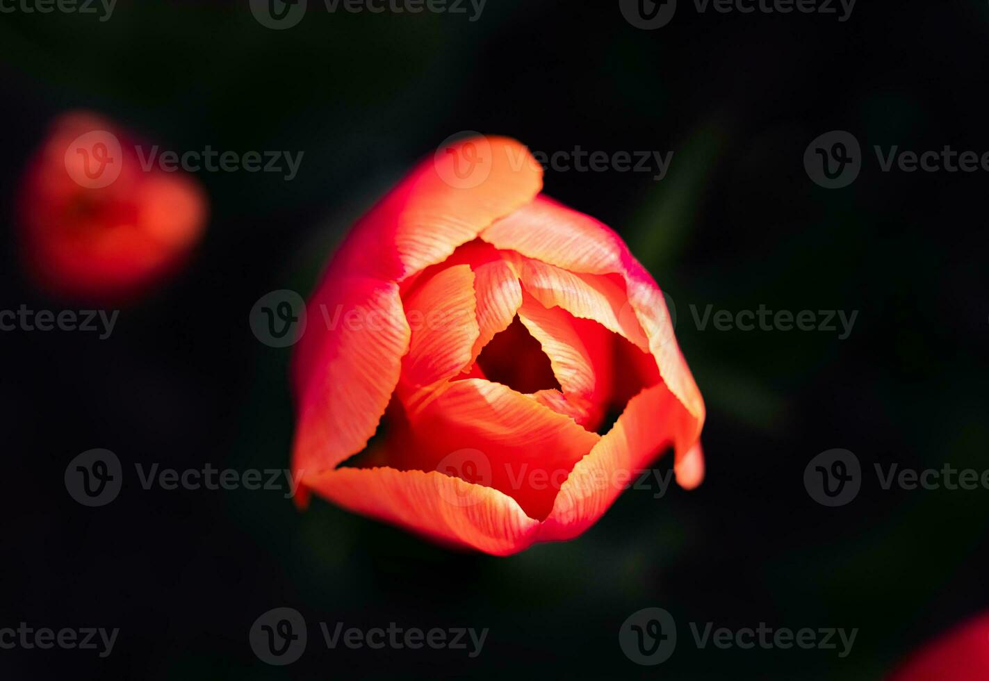 Close-up of the red tulip on a dark background. Natural wallpaper. Selective focus. photo
