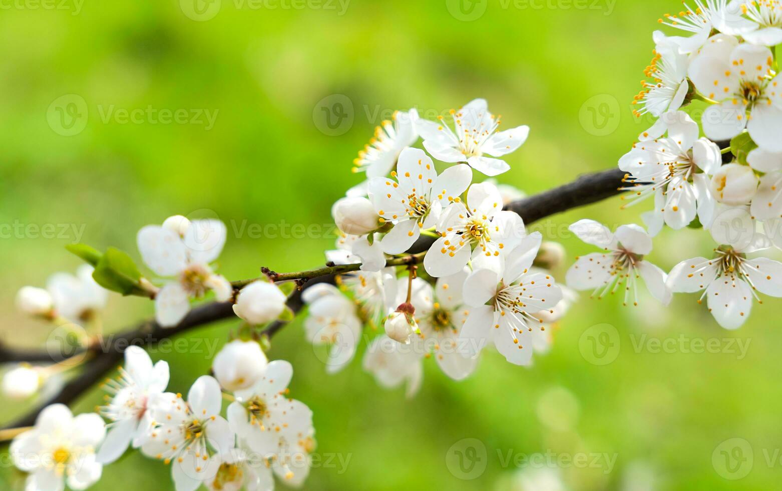 Branch of cherry blossoms in spring. Copy space. Selective focus. photo