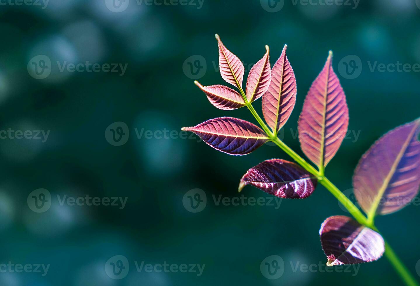 A twig with leaves of a young plant. Natural background. Copy space. Close-up. Selective focus. photo