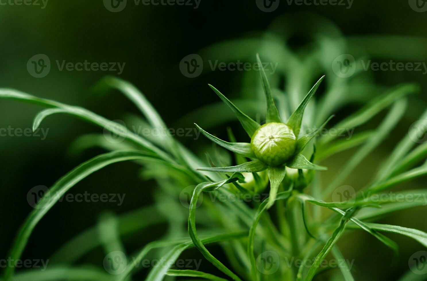 An unopened flower bud. Natural background. Close-up. Selective focus. photo
